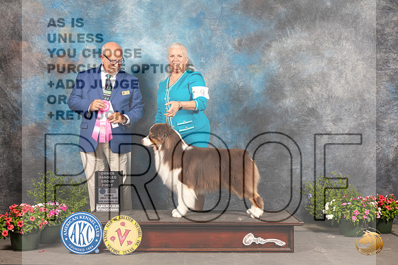 Australian Shepherd #9 Sat OHBOBSD Judge Michael Canalizo_MJ_0208_SA_2022_HR3