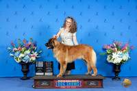 Leonberger #16 FRI SB OHBOB M Judge Douglas Johnson