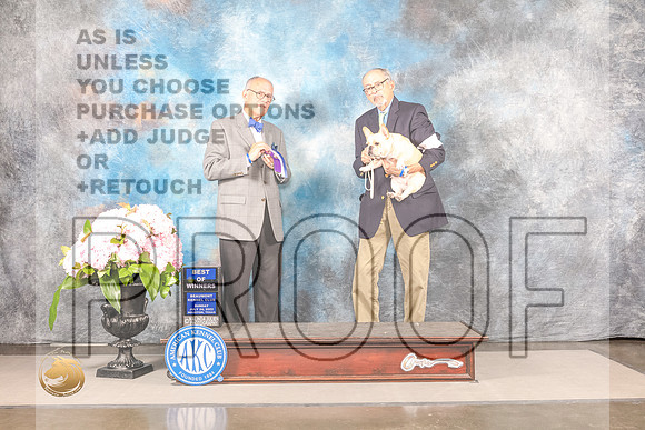 French Bulldog #8 Sun BOW Judge Luis SosaFrench Bulldog #8 Sun BOW Judge Luis Sosa_MJ_7893_Houston_2022_HR3_Houston_2022_HR3