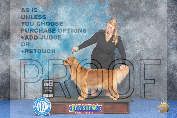 Golde Retriever #96 Wed SB Judge Ellen Hardin__JP_7486_Houston_2024_HR3