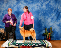 Finnish Spitz #10 Fri New GrCh +A2