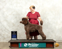 Poodle #609 Wed BOB Judge Nancy Gallant
