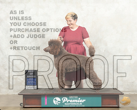 Poodle #609 Wed BOB Judge Nancy Gallant_MMJ_6939_Premier_2022_HR3