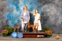 Italian Greyhound Family