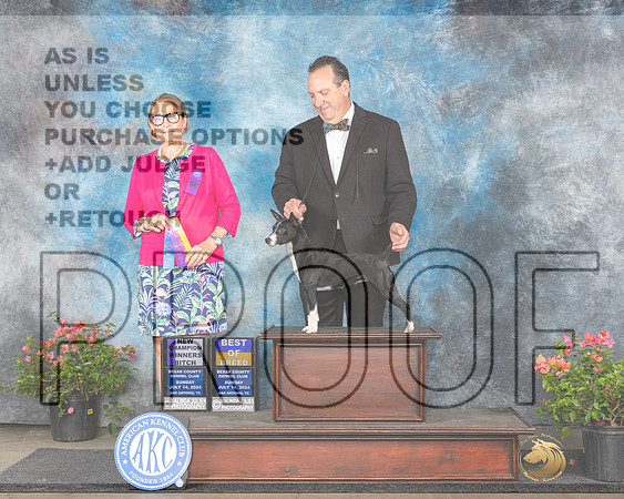 Rat Terrier #6 Sun WBBOSCH Judge Elizabeth ‘Beth’ Sweigart_JP_6115e_San Antonio_2024-HR3