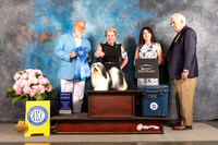 Havanese #11 Thur G1 Judge Jeff Bazell