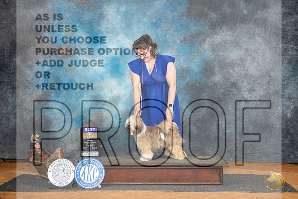 Tibetan Terrier #6 Sat WBOBO Judge Denise Dean__JP_7717_MARSHALL_2024_HR3