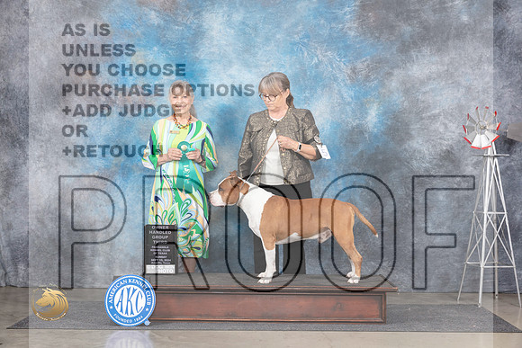 American Staffordshire Terrier #5 Sun OHG3 Judge Jill Warren__JP_6392_Amarillo_2024_HR3