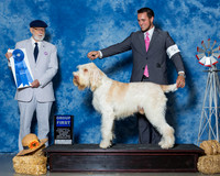 Spinoni Italiani #5 Sun G1 Faeth Mary Gwen Faeth Judge Dr Dale D Simmons