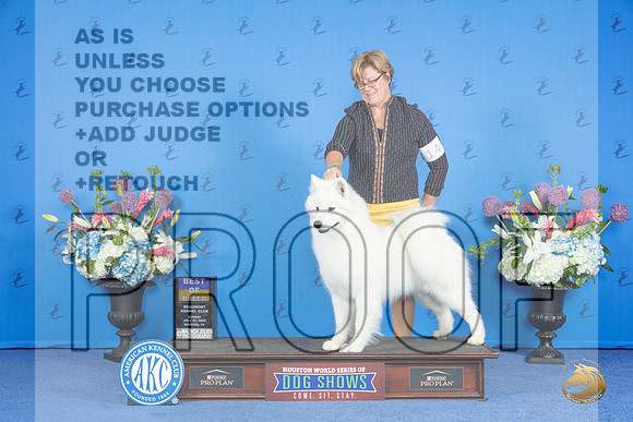 Samoyed #14 SUN BOB Judge Ronald Freeman__JP_0606_Houston_2024_HR3
