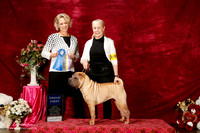 Chinese Shar Pei Sat S2 G1 Beth Brown