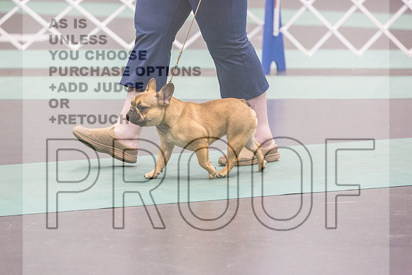 French Bulldog Rings Fri Ring 1_JJL_7089_UKCLNGVIEWOCT2024_2024_HR3