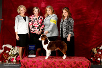 Miniature American Shepherd Sat S1 G1 Michelle Ceal