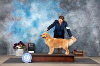 Golden Retriever #6 Sat BOSBOW Judge Gloria Kerr