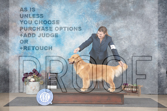 Golden Retriever #6 Sat BOSBOW Judge Gloria Kerr__JP_6960_Belton_2024_HR3