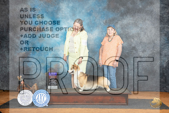 Pembroke Welsh Corgi #15 Fri BOBOHBOB Judge Denise Dean__JP_7615_MARSHALL_2024_HR3