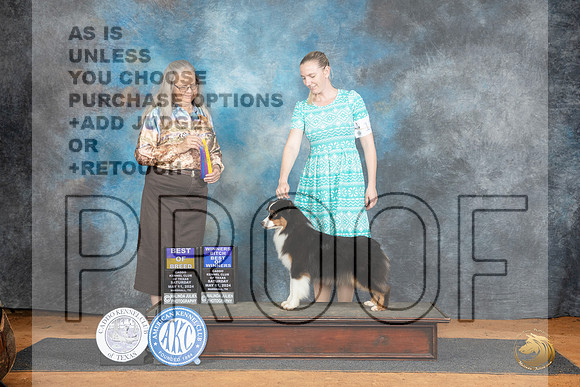 Miniature American Shepherd #12 Sat BOBBOWWB Judge Denise Dean__JP_7677_MARSHALL_2024_HR3