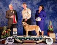 Australian Cattle Dog #14 Sat Group 2nd Phillips JoAnn Judge T Coen