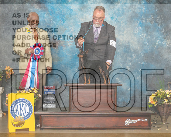 Toy Manchester Terrier #6 Thur BIS Judge Eugene Blake-MMJ_9136-NWARK2022-HR3