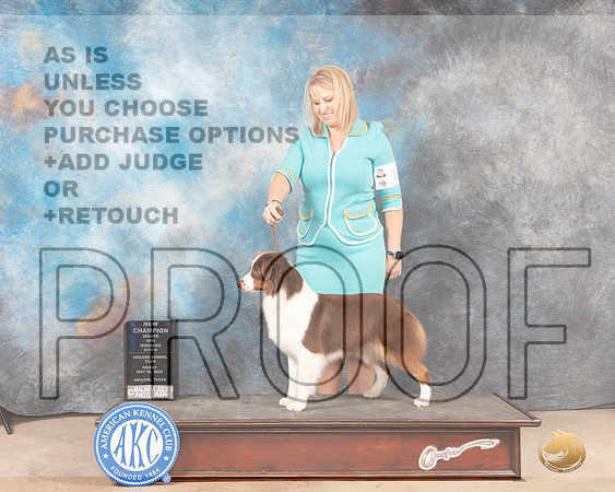 Miniature American Shepherd #12 Fri WBCh Judge Eric Liebes-MMJ_4597-Abilene2022-HR3