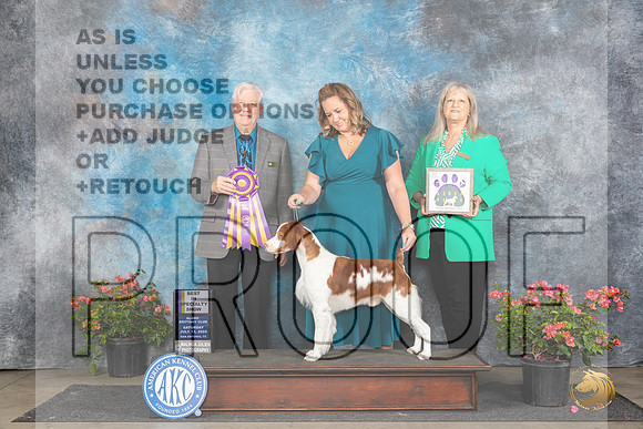 Brittany #21 Sat BISS Judge Robert E Stein__JP_5036_San Antonio_2024_HR3