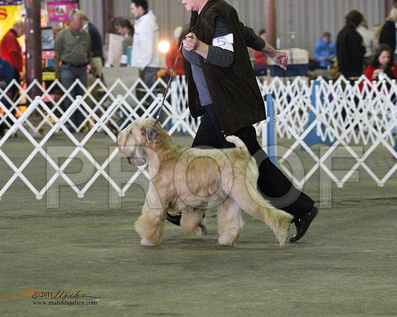 Soft Coated Wheaten Terrier - 0004