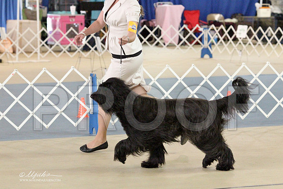 Briard-2694LR