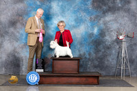 West Highland White Terrier #6 Thurs OHG3 Judge Jon Cole