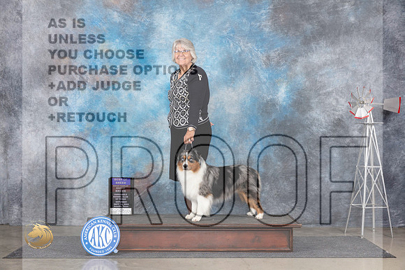 Miniature American Shepherd #7 Sat BOBOHBOB Judge Pat Trotter__JP_5767_Amarillo_2024_HR3