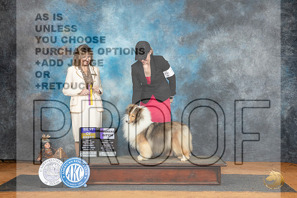 Shetland Sheepdog #12 Sat WBBOB Judge Sheryl Kendrick__JP_8344_MARSHALL_2024_HR3
