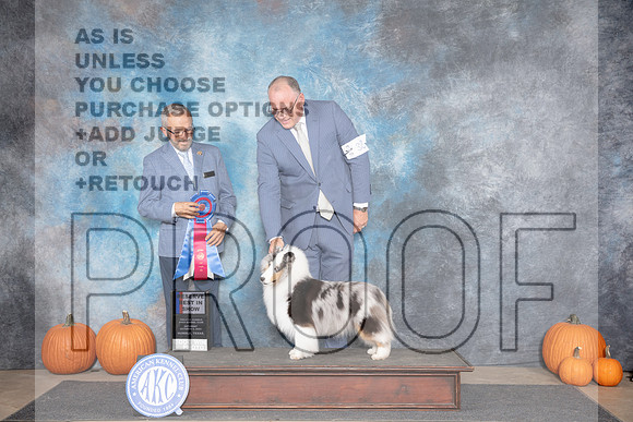 Shetland Sheepdog #32 Sat RBIS Judge Tim Catterson__JP_9018_Humble_2024_HR3