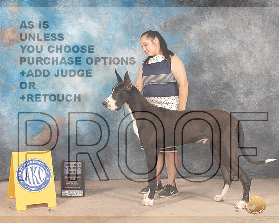 Great Dane #21 Sat RWD Judge Terri Houston-MMJ_3701-Abilene2022-HR3