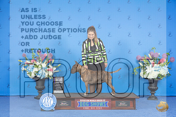 Bull Terrier Colored #10 THUR BOV Judge Jamie Hubbard__JP_0009_Houston_2024_HR3