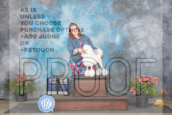 Poodle Miniature #18 Sat WBBOWBOV Judge Karen McFarlane__JP_4906_San Antonio_2024_HR3