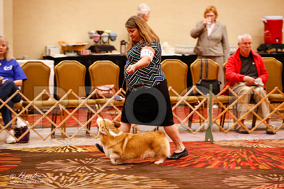_JJ_8979-HstnCorgiFeb2015-HR3