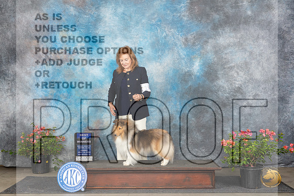 Shetland Sheepdog #10 Sun BOW Judge Wendy G Willhauck__JP_6028_San Antonio_2024_HR3