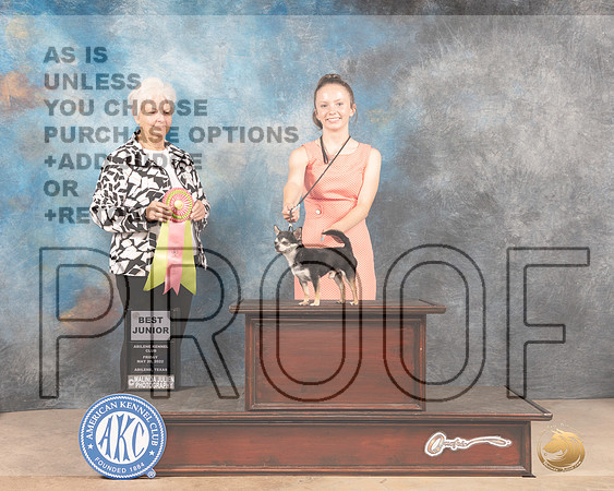 Chihuahua Smooth Coat #J750 Fri BJr Judge Gloria Kerr-MMJ_3025-Addison2022-HR3