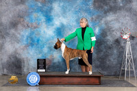 Boxer #5 Su OHG3 Judge Jill Warren