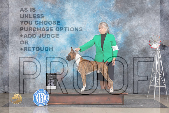 Boxer #5 Su OHG3 Judge Jill Warren__JP_6574_Amarillo_2024_HR3
