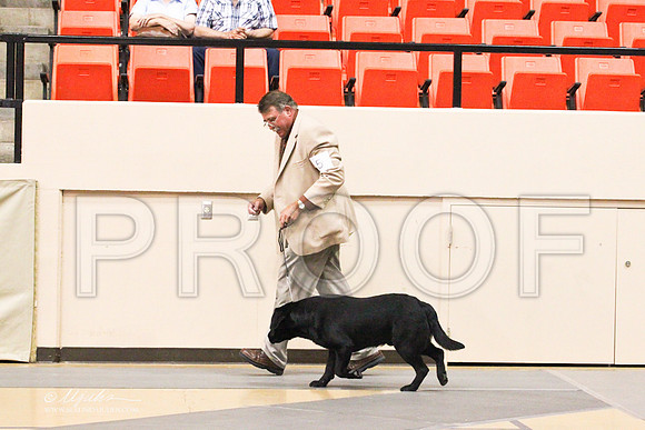 Retrievers(lab)-4376LR
