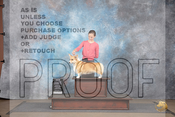 Pembroke Welsh Corgi #322 Sat NGCh Judge Brenda Landers__JP_2737_LongviewTX_2024_HR3
