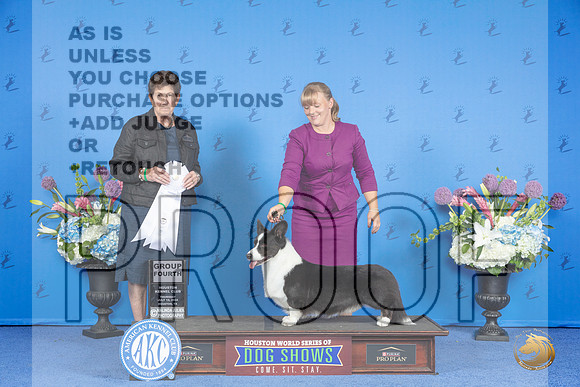 Cardigan Welsh Corgi #21 THUR G4 Judge Ann Yuhasz__JP_8510_Houston_2024_HR3