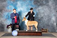 Collie Smooth #8 Sat G2 Judge Del Richards