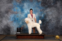 Poodle Standard #435 BM Judge Brenda Landers