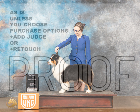 Australian Shepherd #229 Sun2 BOW Judge Katherine ShortMMJ_6193_Lngvw2022HR3