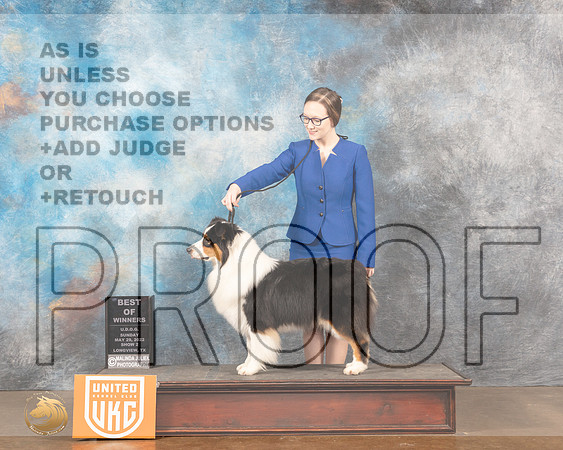 Australian Shepherd #229 Sun2 BOW Judge Katherine ShortMMJ_6190_Lngvw2022HR3