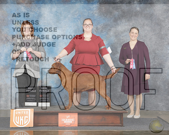 Labrador Retriever #648 Fri Show 1&2 BF Judge Lori Sargent Patricia TillLabrador Retriever #648 Fri Show 1&2 BF Judge Lori Sargent Patricia Till_WP_7403e-Midwest Classic Richmond IN 2025-HR3