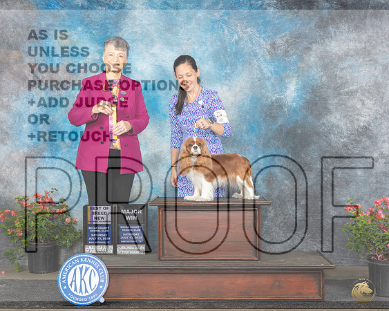 Cavalier King Charles Spaniel #8 Sat BOBGCHM Judge Christine Martinez__JP_5444e_San Antonio_2024-HR3.jpg