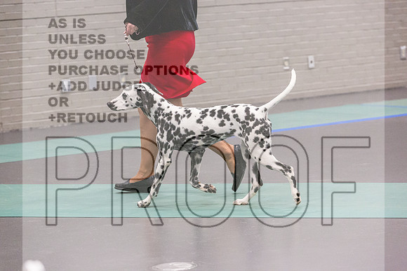 Dalmatian Rings Fri Ring 1_JJL_7069_UKCLNGVIEWOCT2024_2024_HR3