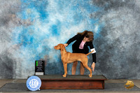 Vizsla #6 Monn #OHG2 Judge Gerard Penta
